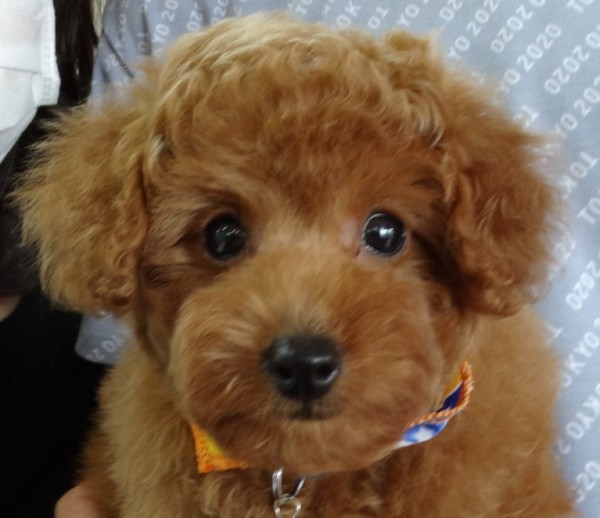 ルルちゃんBaby　（小さめ）／トイプードル