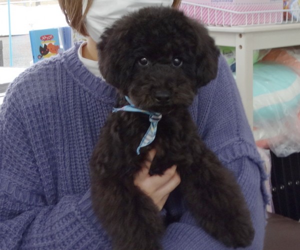 サラちゃんBaby／トイプードル