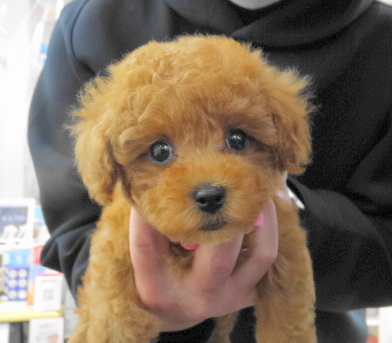 ミシェルBaby　　　　　（タイニーサイズ）／トイプードル