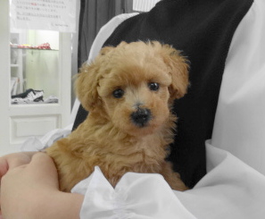 ルージュちゃんBaby　（タイニーサイズ）／トイプードル