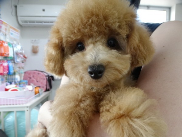 ルージュちゃんBaby　（タイニーサイズ）／トイプードル