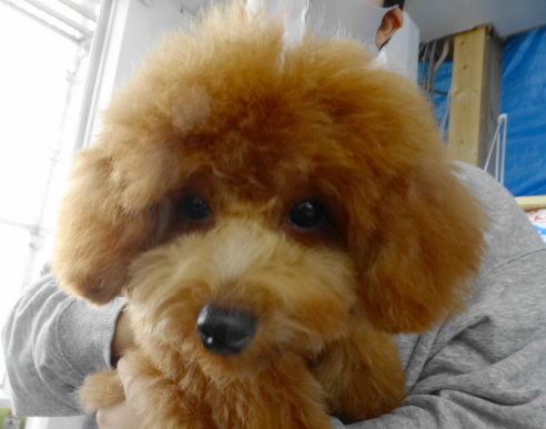 モナちゃんBaqby／トイプードル