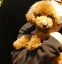 サラちゃんBaby／トイプードル