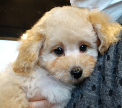 ポシエットちゃんBaby／トイプードル