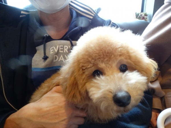 モナちゃんBaby／トイプードル