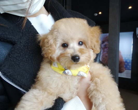 ポシェットちゃんBaby誕生／トイプードル