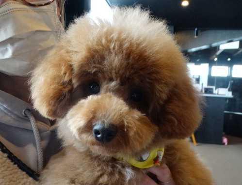 エマちゃんBaby／トイプードル