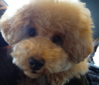 ミシェルちゃんBaby（小さめ）／トイプードル