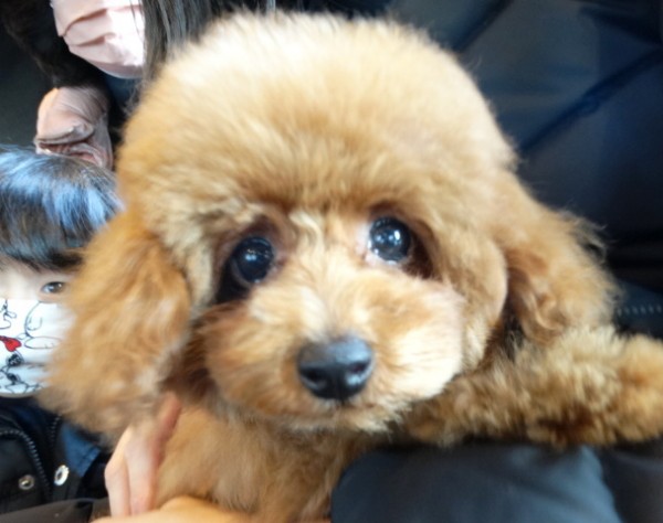 ルージュちゃんBaby　／トイプードル