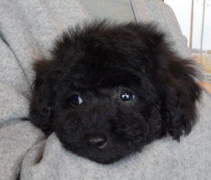 ピーチちゃんBaby／トイプードル