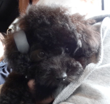 ピーチちゃんBaby（タイニー）／トイプードル