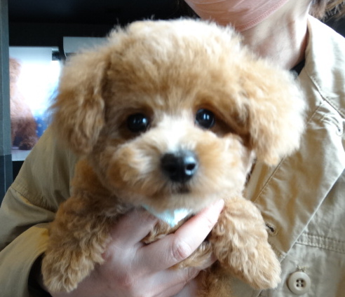 うたちゃんBaby　／トイプードル