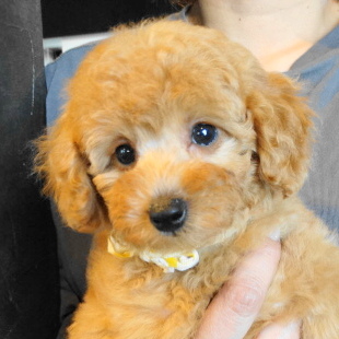 サラちゃんBaby／トイプードル