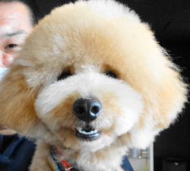 モナちゃんBaby／トイプードル