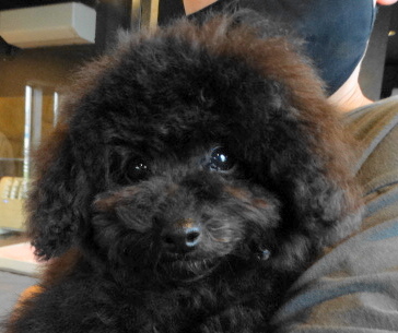 ピーチちゃんBaby（タイニー）／トイプードル