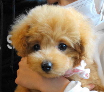 サラちゃんBaby（極小）／トイプードル