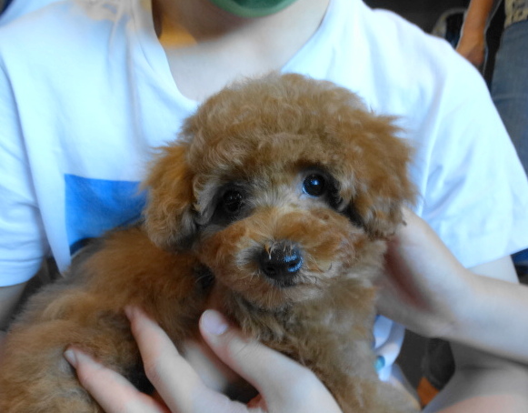 結ちゃんBaby／トイプードル