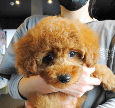 結ちゃんBaby／トイプードル