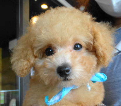 イトちゃんBaby／トイプードル