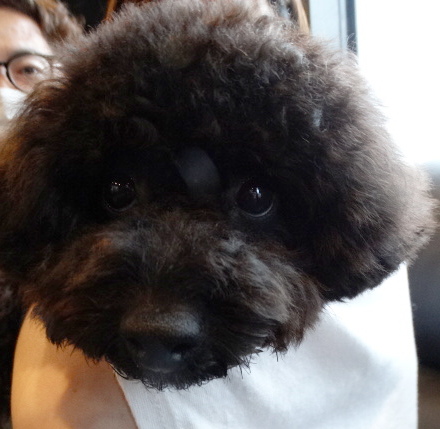 ピーチちゃんBaby（タイニー）／トイプードル