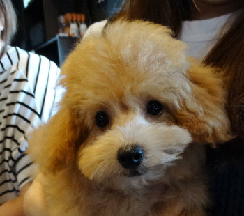 エマちゃんBaby（極小）／トイプードル