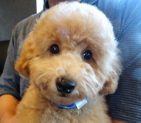 エマちゃんBaby／トイプードル