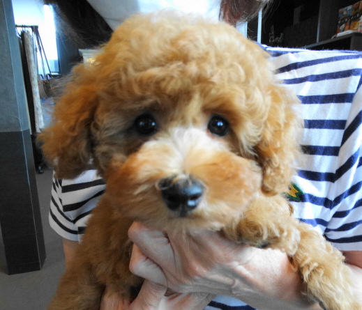 モナちゃんBaby／トイプードル