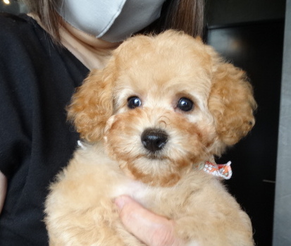 モナちゃんBaby／トイプードル