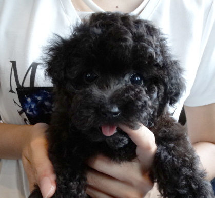 ローラBaby（極小）／トイプードル