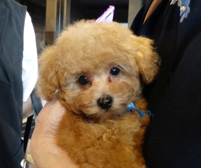 ピーチちゃんBaby／トイプードル