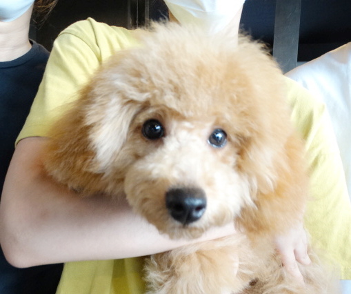 イトちゃんBaby誕生／トイプードル