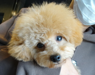 ピーチちゃんBaby／トイプードル