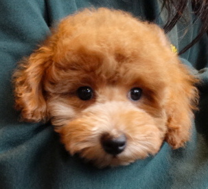 サラちゃんBaby／トイプードル