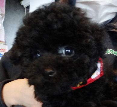 イトちゃんBaby誕生／トイプードル