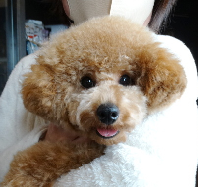 サラちゃんBaby　　　　　／トイプードル