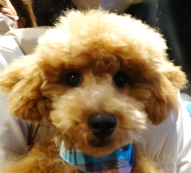 詩ちゃんBaby／トイプードル