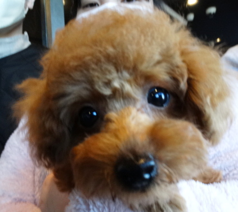 ポシェットちゃんBaby／トイプードル