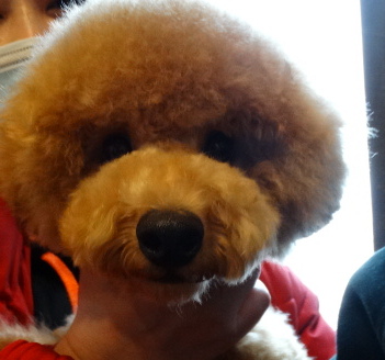 エマちゃんBaby／トイプードル