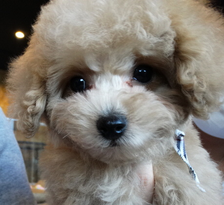 オトちゃんBaby／トイプードル