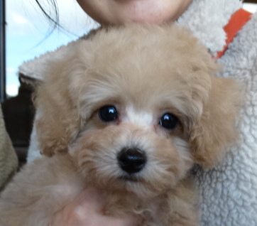 オトちゃんBaby／トイプードル