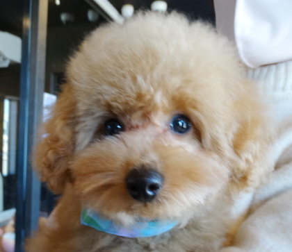 エマちゃんBaby／トイプードル