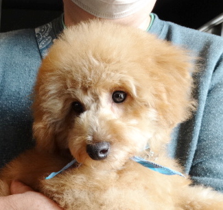 エマちゃんBaby／トイプードル