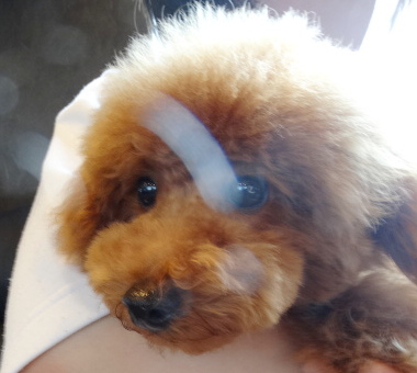 ポシエットちゃんBaby／トイプードル