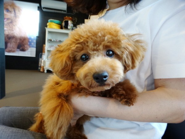 結ちゃんBaby(タイニー）／トイプードル