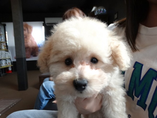 ミミちゃんBaby／トイプードル