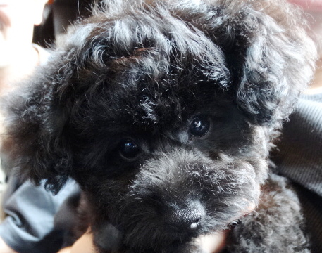 ミミちゃんBaby／トイプードル