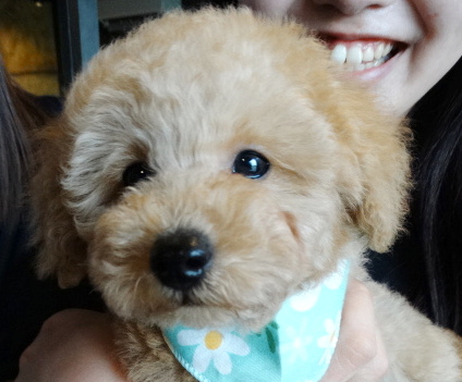 イトちゃんBaby／トイプードル