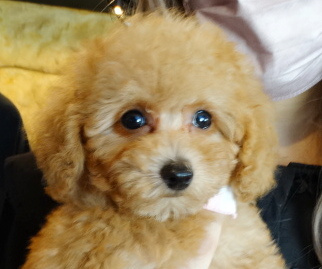 イトちゃんBaby（小さめ）／トイプードル