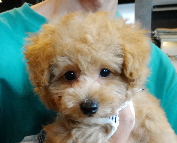 イトちゃんBaby／トイプードル