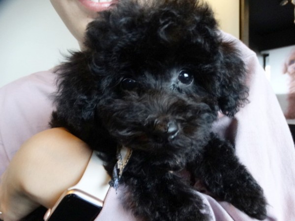 結ちゃんbaby／トイプードル